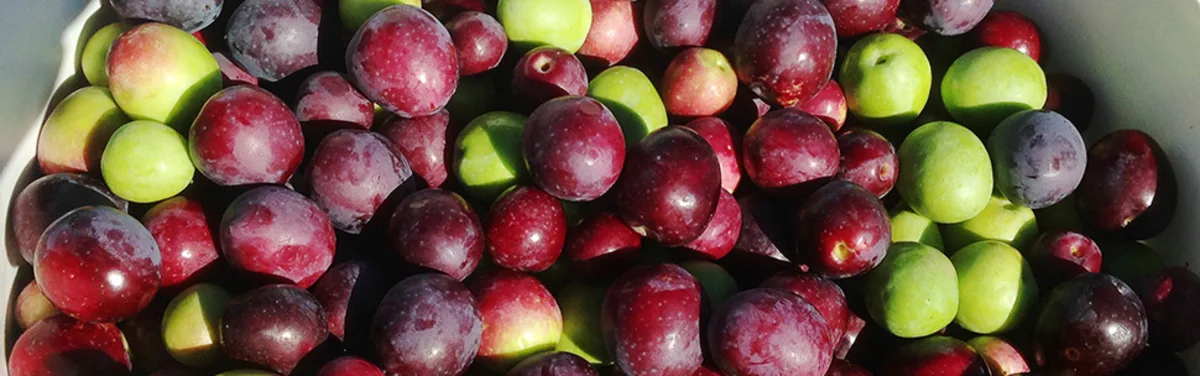 Olea Dalma Video Bereich